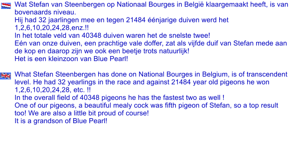 Wat Stefan van Steenbergen op Nationaal Bourges in Belgi klaargemaakt heeft, is van bovenaards niveau. Hij had 32 jaarlingen mee en tegen 21484 njarige duiven werd het 1,2,6,10,20,24,28,enz.!! In het totale veld van 40348 duiven waren het de snelste twee!  En van onze duiven, een prachtige vale doffer, zat als vijfde duif van Stefan mede aan de kop en daarop zijn we ook een beetje trots natuurlijk!  Het is een kleinzoon van Blue Pearl!  What Stefan Steenbergen has done on National Bourges in Belgium, is of transcendent level. He had 32 yearlings in the race and against 21484 year old pigeons he won 1,2,6,10,20,24,28, etc. !! In the overall field of 40348 pigeons he has the fastest two as well ! One of our pigeons, a beautiful mealy cock was fifth pigeon of Stefan, so a top result too! We are also a little bit proud of course! It is a grandson of Blue Pearl!